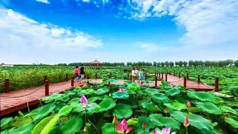 大棚种植技术：批发价格背后的考量因素**