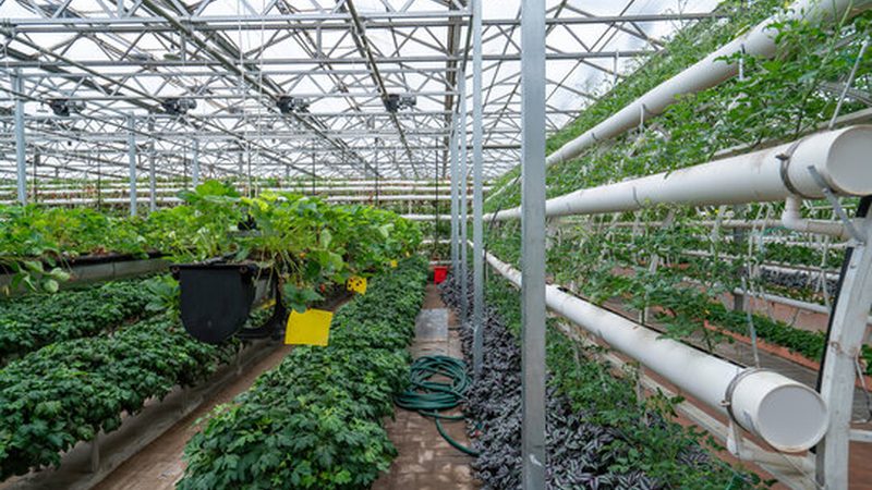 小型农业种植项目对比：如何选择最适合的方案