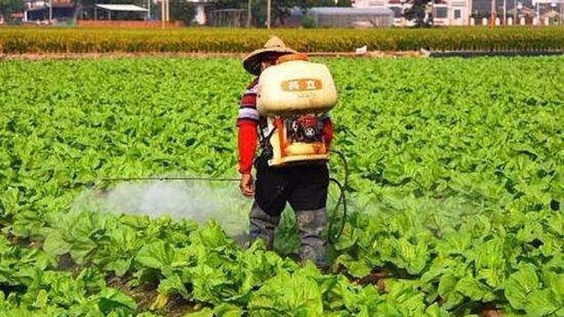 山东大棚水果种植，成本控制关键在哪里？**