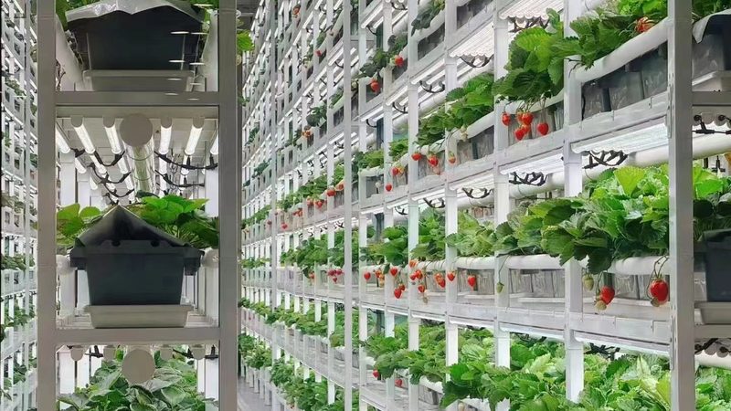 家庭农场大棚种植，这些作物更适合你